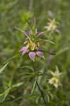 Spotted beebalm